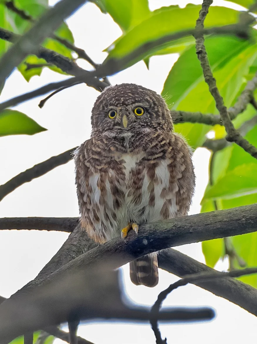 超可爱领鸺鹠脖子拉风琴！