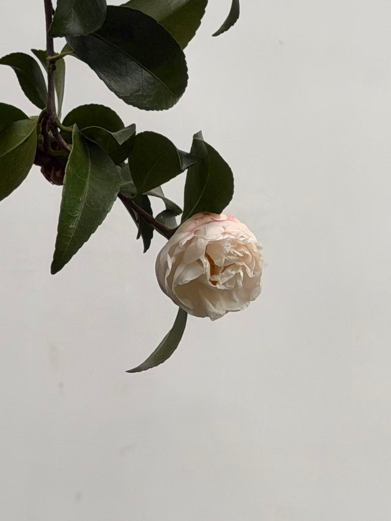 茶花开了 江浙一带是茶花的传统种植区，既有很多本土老品种，也是现代培育和赏花的热门地；风起云散 简单说，江浙茶花以华东山茶为主，花型丰富、耐寒性好，其中浙江金华、温州和杭州是核心产区；遇见美好 江浙种茶花的历史非常久；南宋时，金华罗店后溪河村的先祖从朝廷带回御赐茶花种植，从此茶花在这片土地上一开就是近千年；人间烟火 到了宋代，文人爱花成风，苏轼、陆游、曾巩都为茶花写过诗，把它“凌寒绽放”“耐久不凋”的品格写进了诗词里；这种人文积淀让江浙的茶花不只是好看，更有故事；
