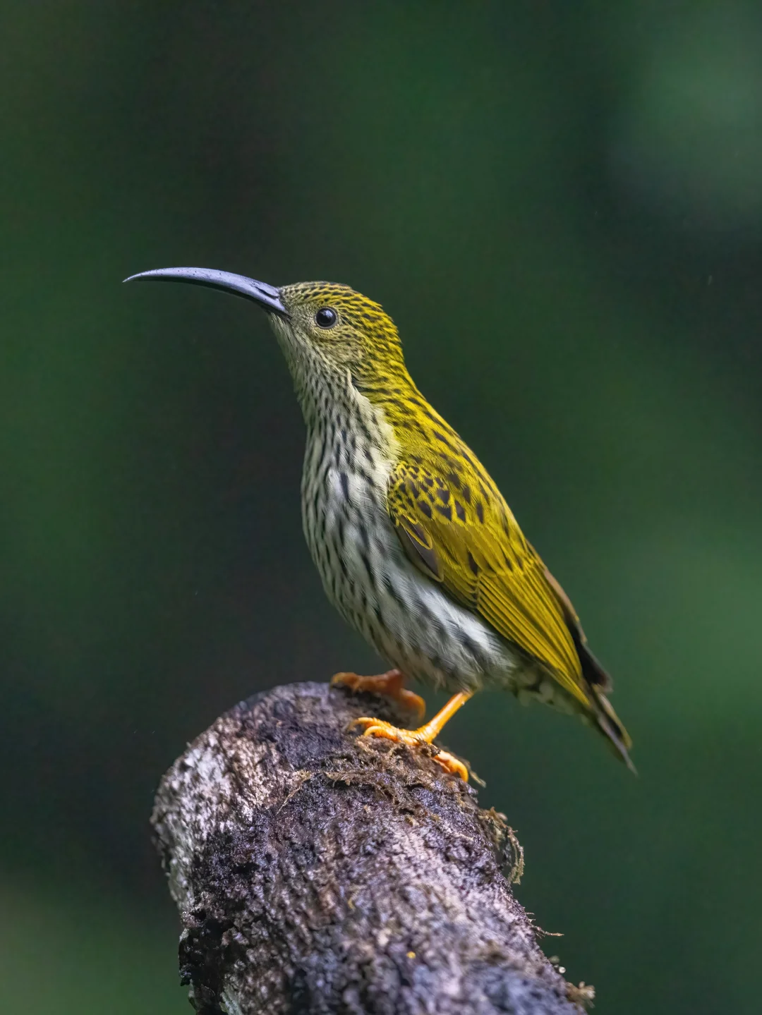 小小的身体有这么长的嘴