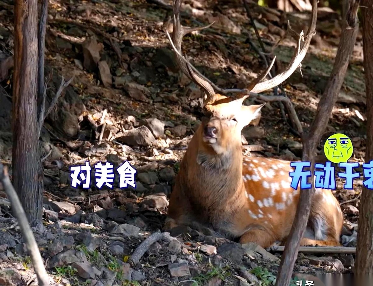 网上李乃文在大连白云山喂鹿的视频里，他手里的胡萝卜刚往前递了半截，边上的志愿者扯着嗓子大喊：“别别别别！”
胡军扭过头冲他来了一句：“你非得玩这种特殊？”
李乃文赶紧把手缩了回来，脚跟往后退了半步，脸上挂着委屈：“她一喊我就退下来了，那鹿看着老实得很啊。”
树林边上趴着的那头大公鹿，头上顶着好几叉粗