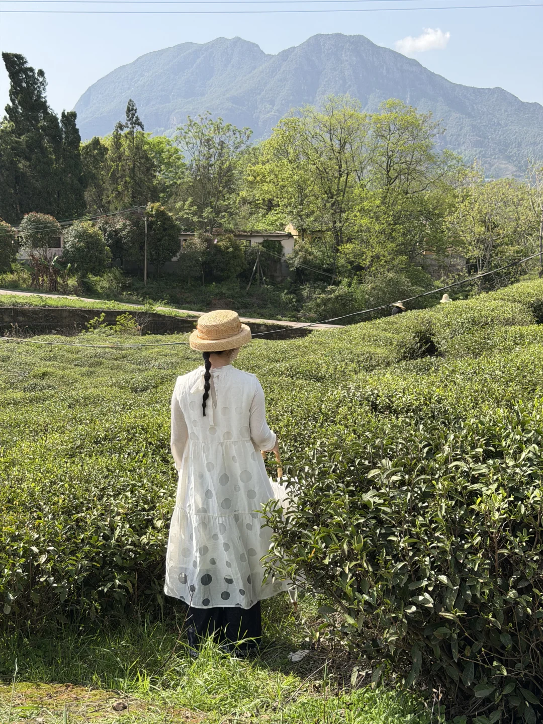 赣州春天🍃好治愈的茶山🍵🍵🍵⛰️
