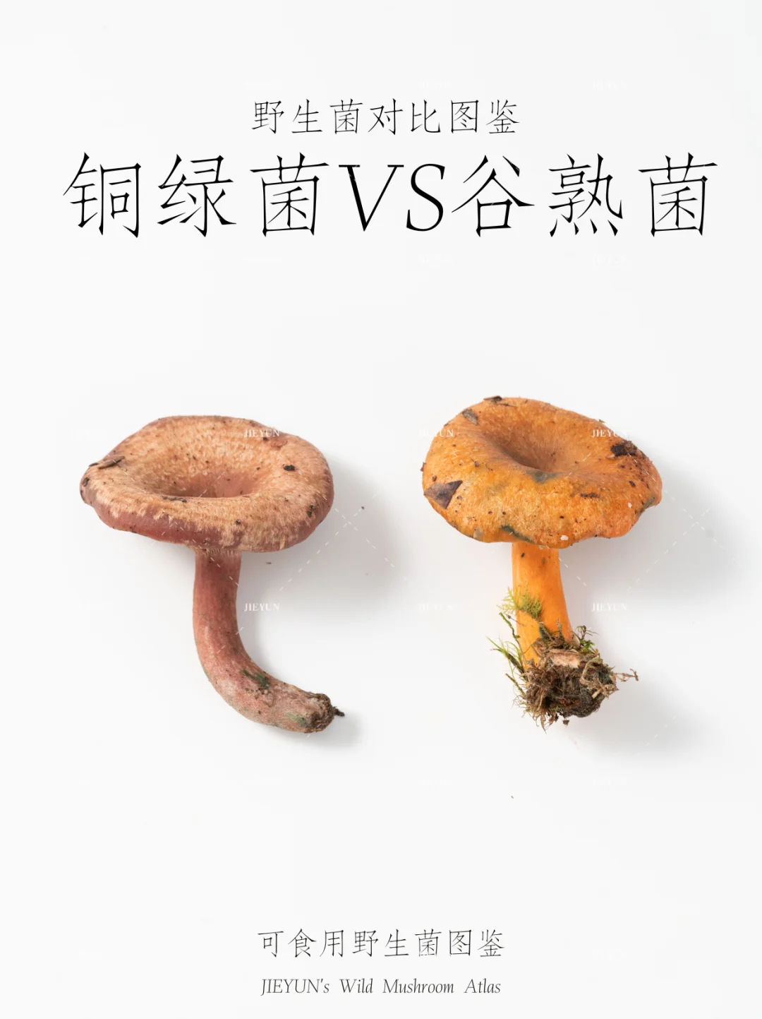 野生菌对比图鉴 | 谷熟菌vs铜绿菌