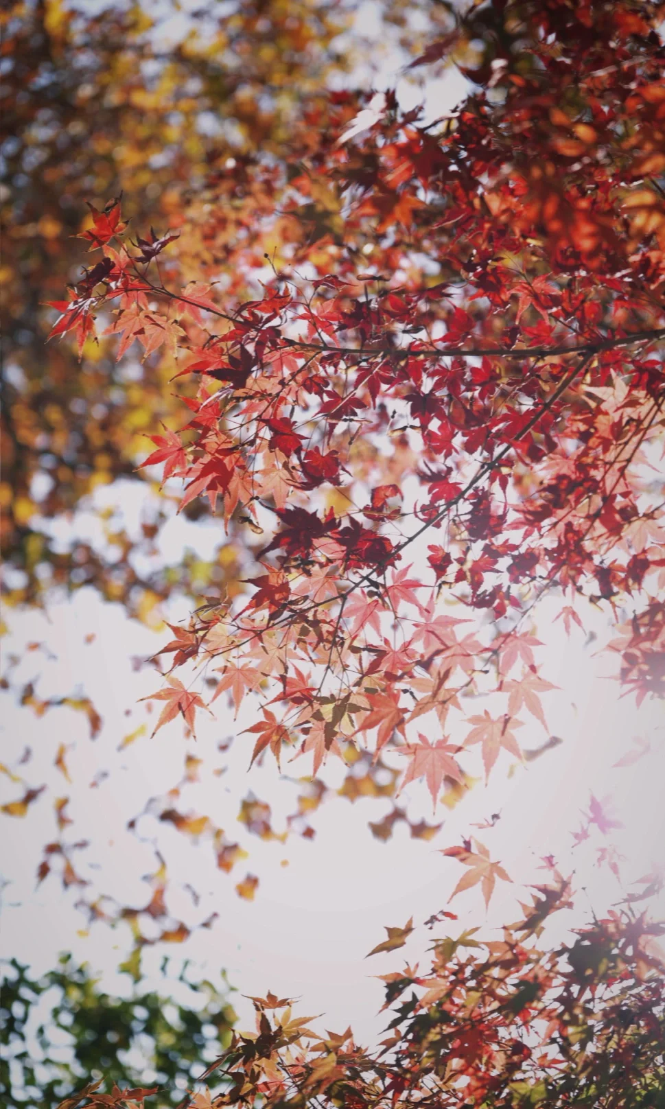 不夸张的说🍂这周末的鲁迅公园可以提前封神