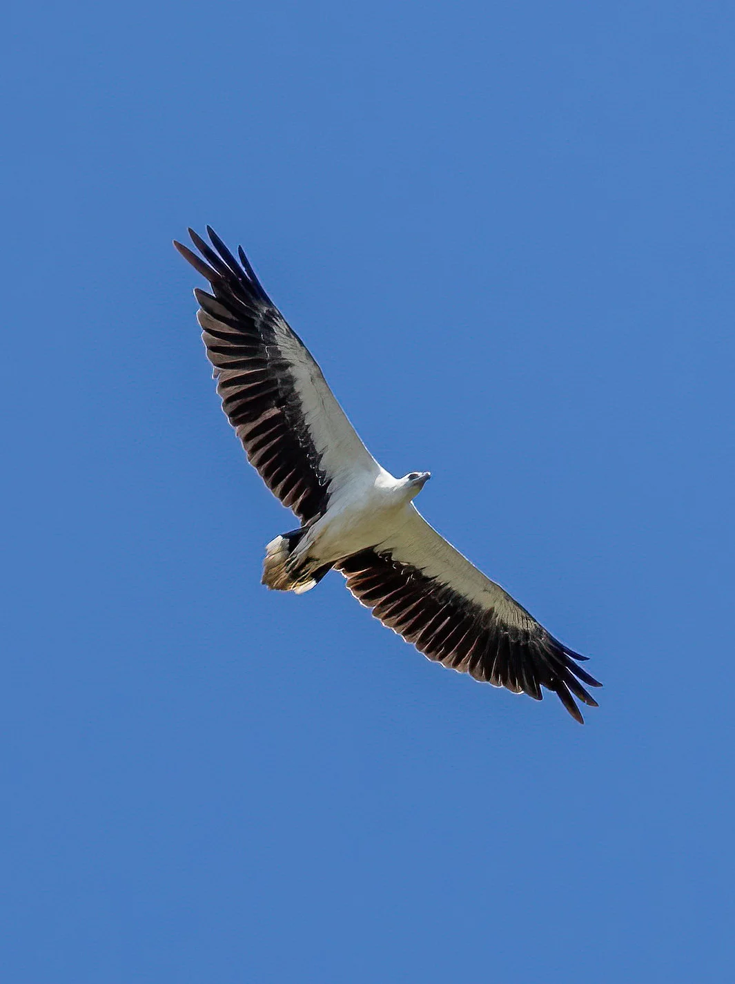 盘旋的白腹海雕真是帅气
