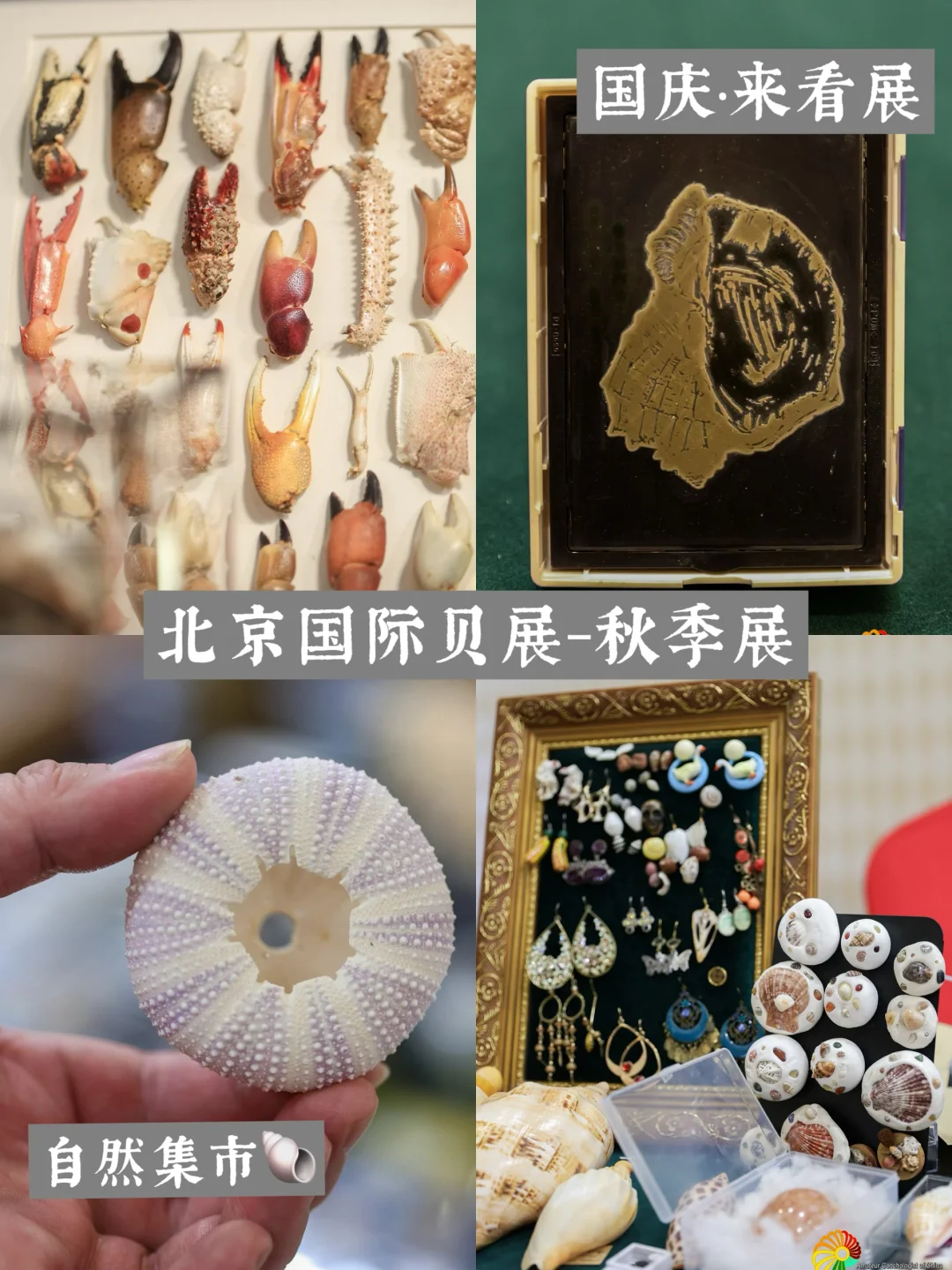 北京看展🐚：十一贝类爱好者联盟*国际贝展