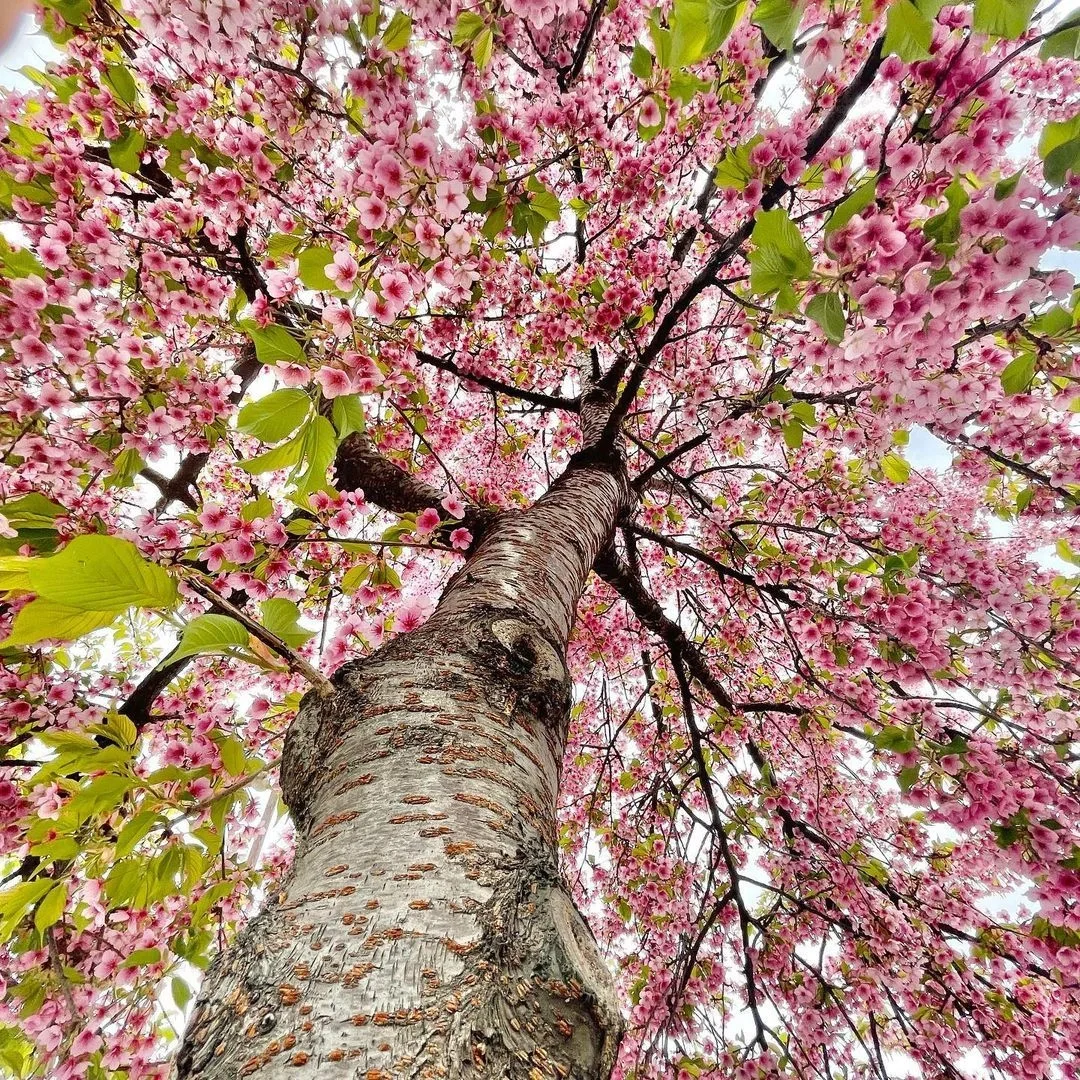 日本京都|是柯南里的夜樱是情侣河畔💏