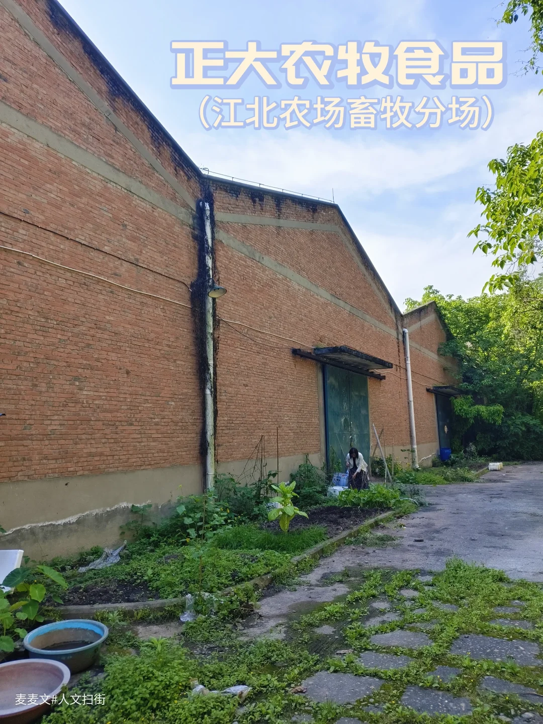 【江北】农场畜牧分场到正大农牧的岁月变迁