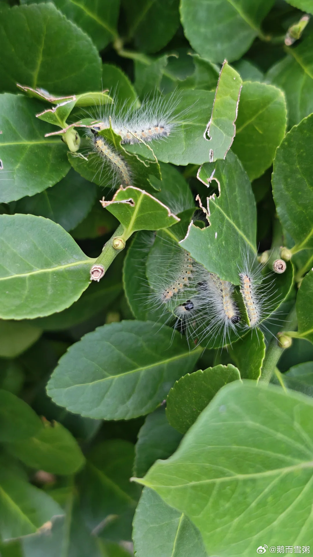 北京释放7亿只小蜂治毛毛虫北京毛毛虫为何多北京毛毛虫 呃呃呃怕虫星人已原地去世最近北京进入毛毛虫高发季，新闻里说今年北京市已经释放了近7亿只周氏啮小蜂来对付它们。很多人看到毛毛虫心里发毛，觉得它们有毒、会传染病。其实需要分清一个事实：美国白蛾本身对人体无毒无害，不叮咬人、也不传播疾病。真正让人不舒服的，是它身上的细毛。这些细毛飘散在空气里，落在皮肤上，就会引起过敏反应。轻则皮肤出现红斑、风团，剧烈瘙痒，重则可能引起眼结膜炎、过敏性鼻炎，甚至诱发哮喘。尤其过敏体质的人，反应会更明显。如果不小心接触到了，不要慌张。第一步，不要用手挠，越挠越容易把毒毛揉进皮肤里。可以用胶带在皮疹处反复粘几下，把附着的细毛粘掉。然后用清水或肥皂水冲洗局部，涂抹炉甘石洗剂止痒。如果皮疹面积大、瘙痒严重，或者出现呼吸急促、胸闷等全身反应，立刻去医院。至于新闻里释放的7亿只小蜂，大家完全不用害怕。周氏啮小蜂是毛毛虫的天敌，它们只会把卵产在毛毛虫的蛹里，对人体和宠物都没有威胁，是绿色环保的“以虫治虫”。防范毛毛虫...