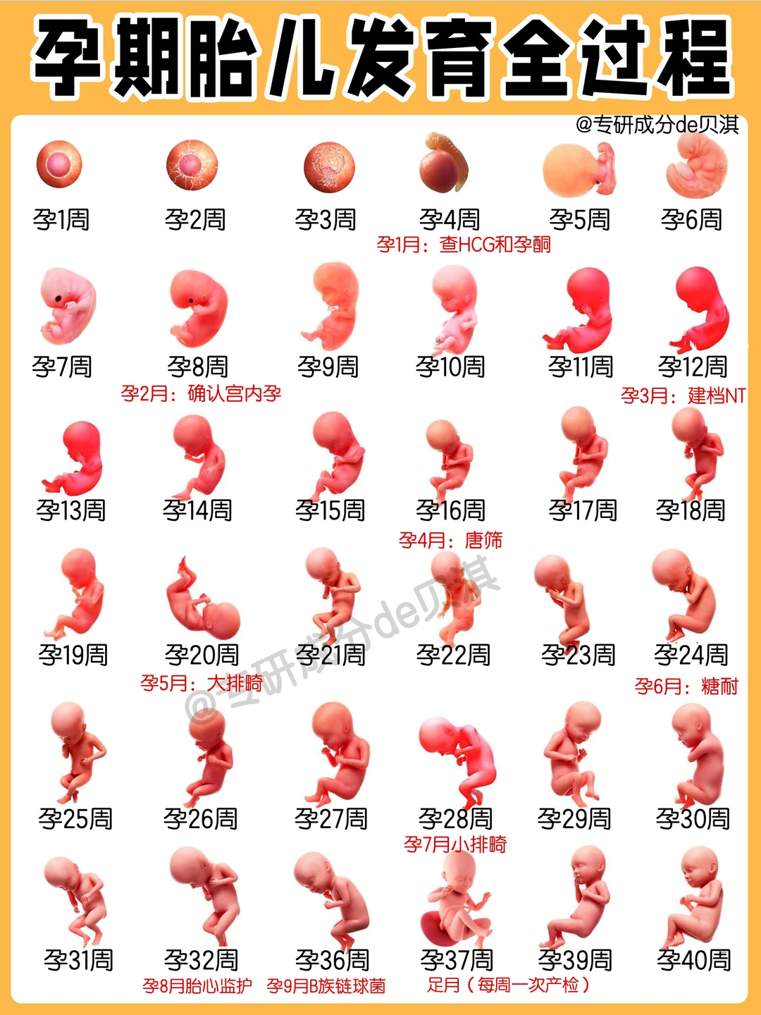 🔥孕期胎儿发育全过程‼️附每月注意事项⚠️