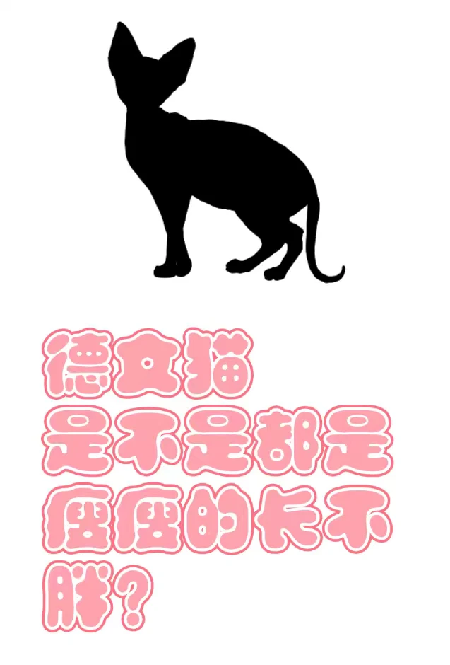 “德文”这个品种的猫是不是都吃不胖呀～