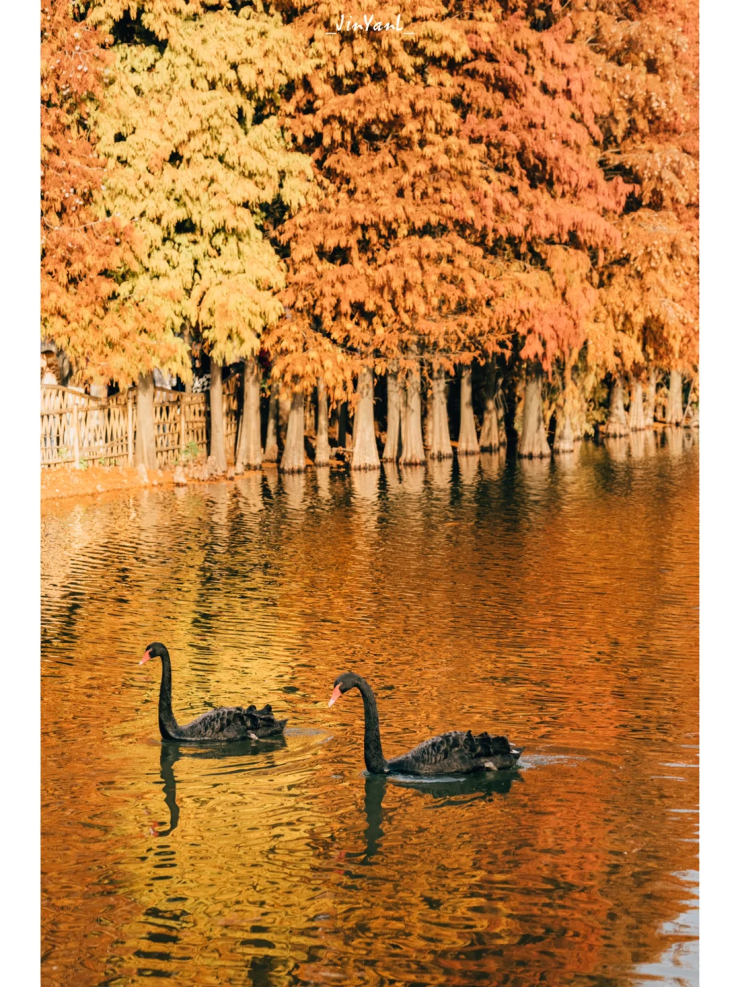 厦门冬日限定浪漫🍂比油画美的园博苑落羽杉