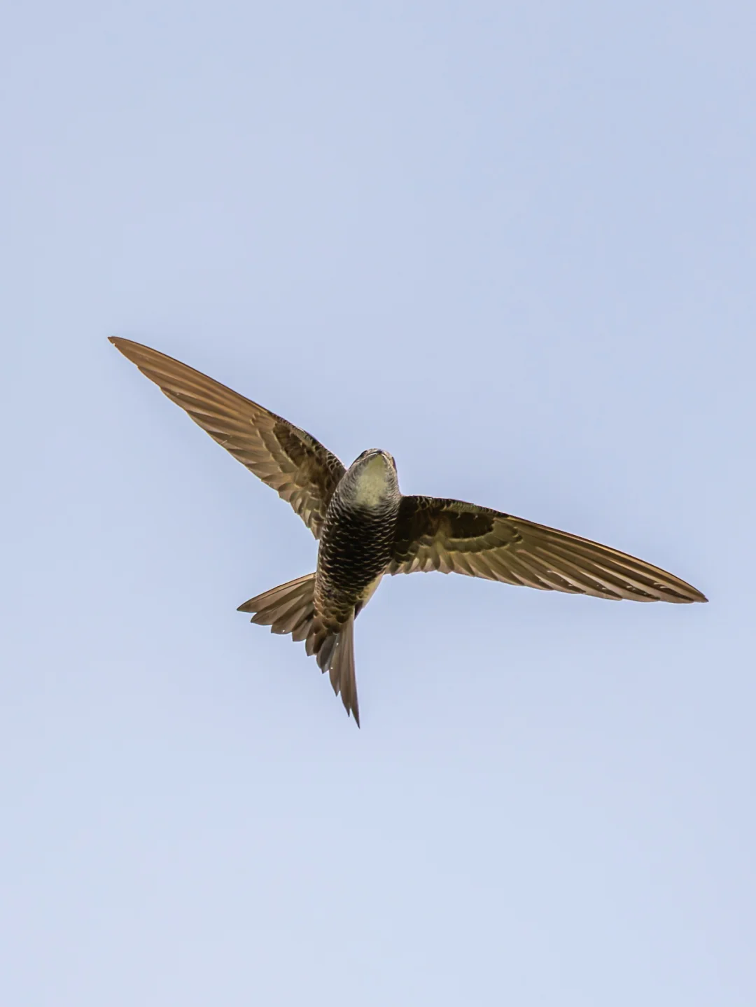 快看！有一只飞鱼上天了