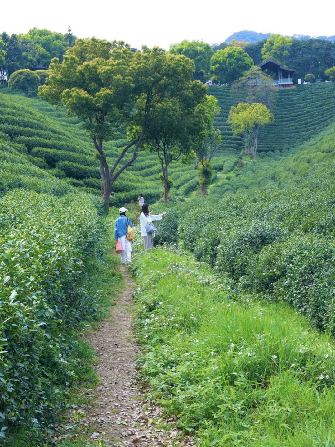 以为西湖够美了！直到来了这片茶园秘境！