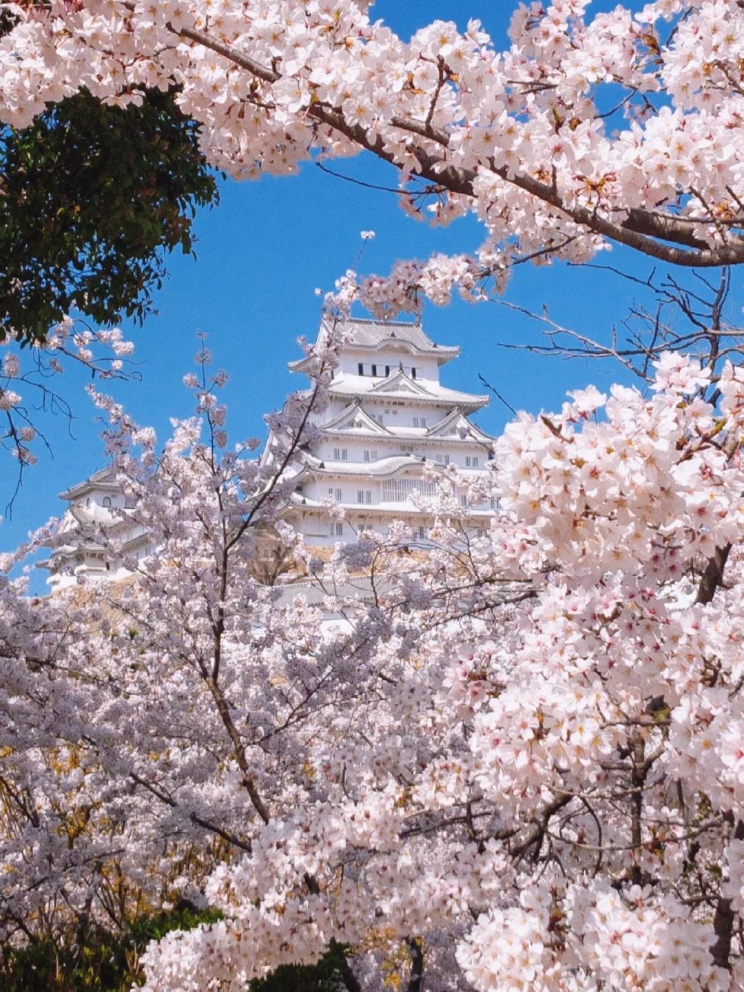 日本兵库丨樱花簇拥的古城，一眼便是万年