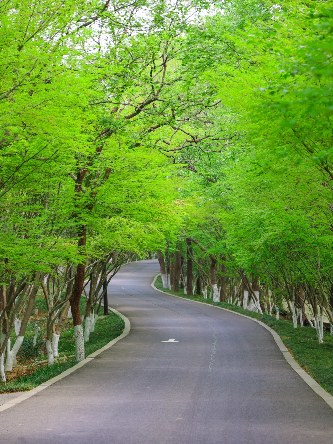 原本以为鸡鸣寺够美了，直到我去了…