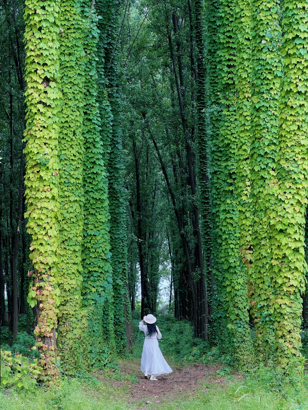 真的是西安❗️发现童话般的绿野仙踪太美了🍀