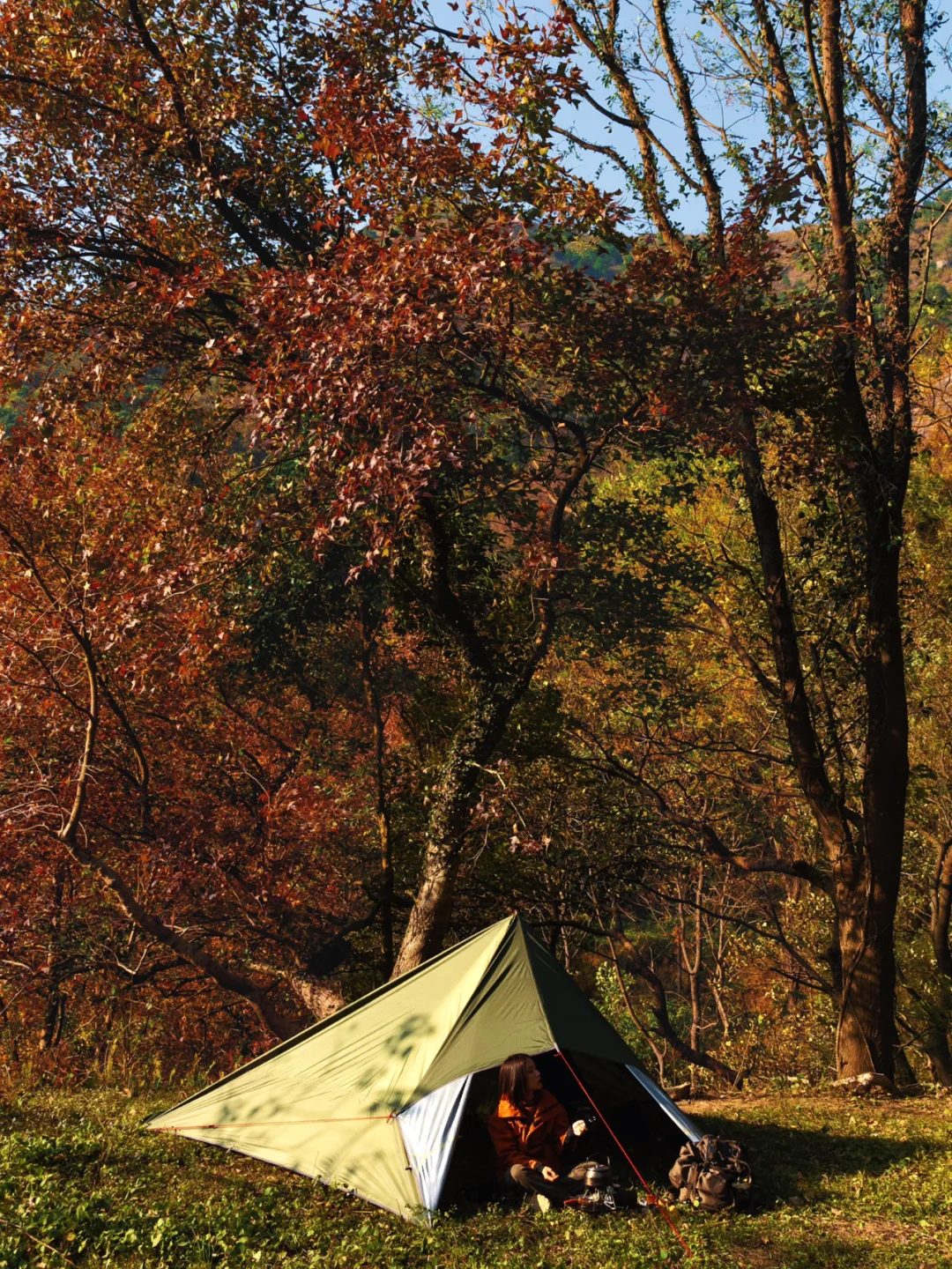 枫叶正红，南宁冬季枫林露营🏕️