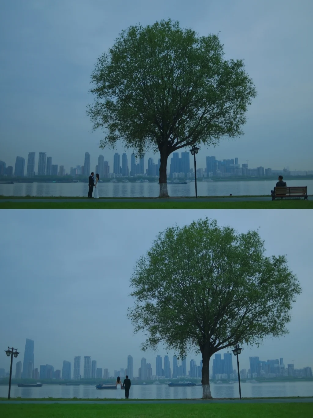 武昌江滩电影感/一颗孤独的树