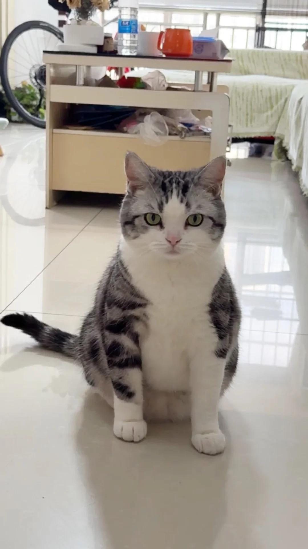 美短小猫的重名率大调查!