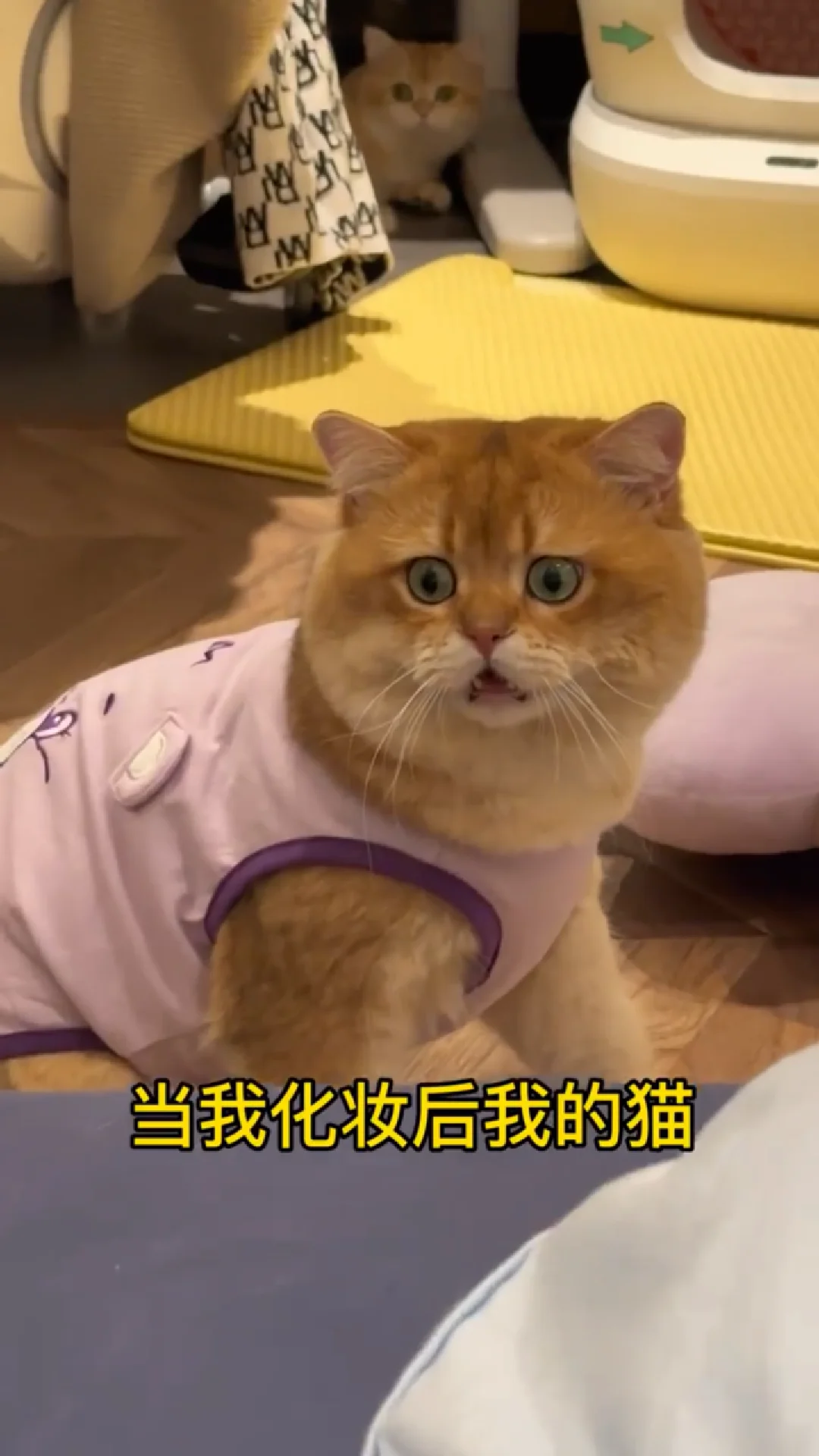 猫：我就是想吃点好吃的！
