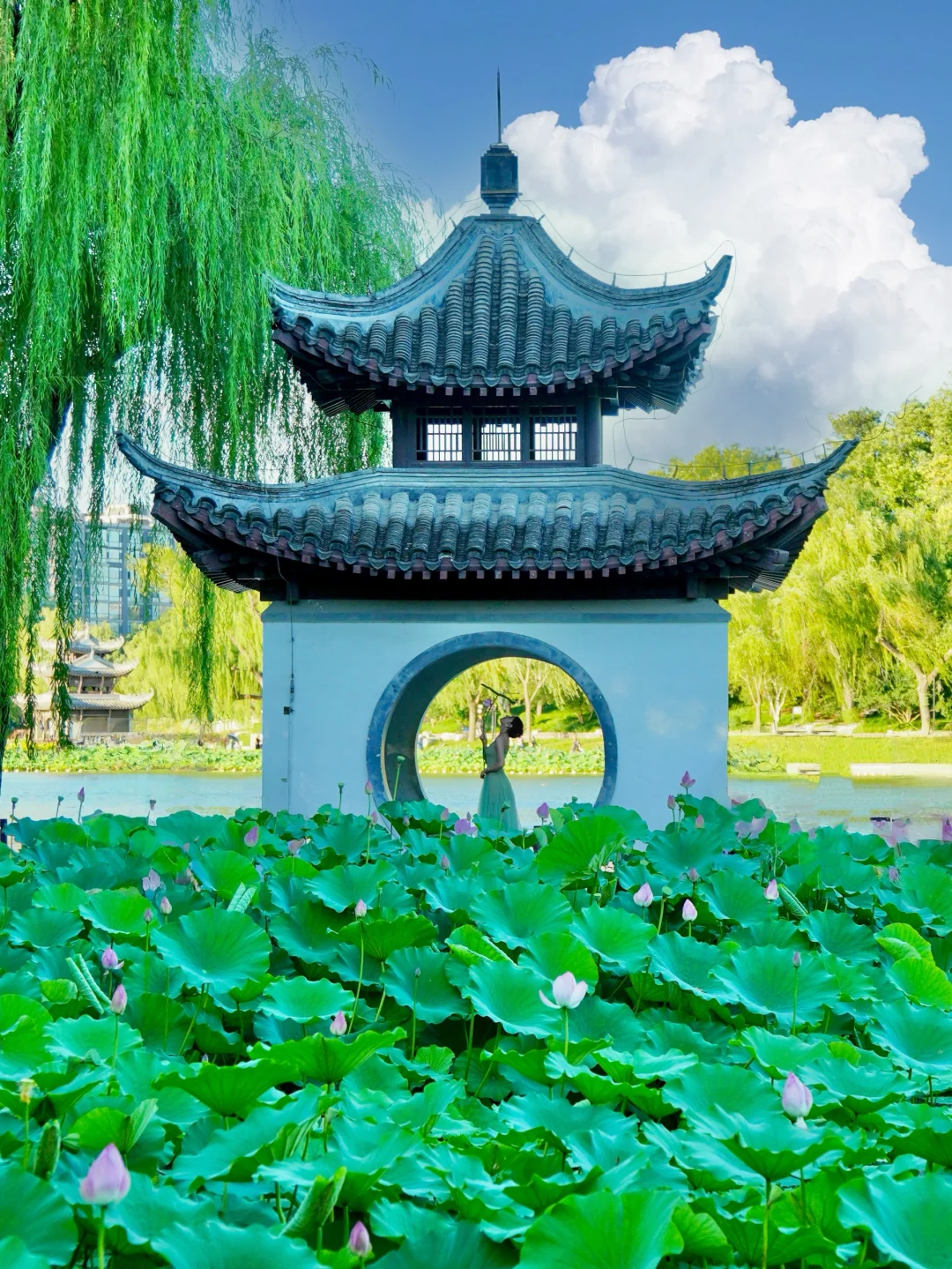 7.8live实拍！陶然亭不愧是赏荷天花板美翻🪷