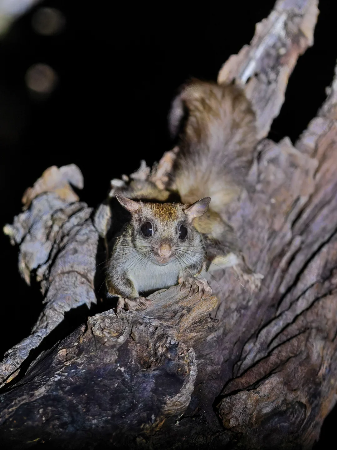 探头探脑的超萌小鼯鼠