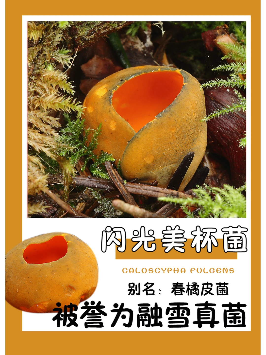 闪光美杯菌，生长在冬雪融化的时候