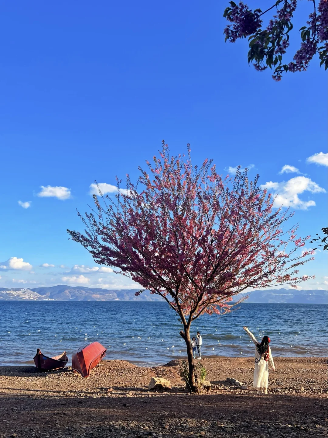 你知道抚仙湖樱花有多美吗❓看完立刻想出发