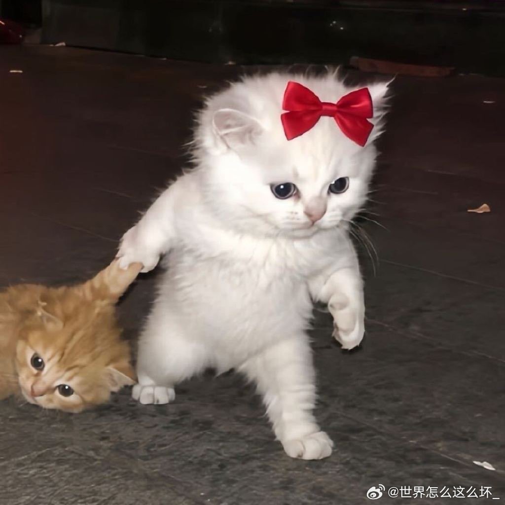 #张凌赫差点又抛媚眼给瞎子看#[捂嘴哭]是看头像回复的，那是不是也会看名字[捂嘴哭] ​