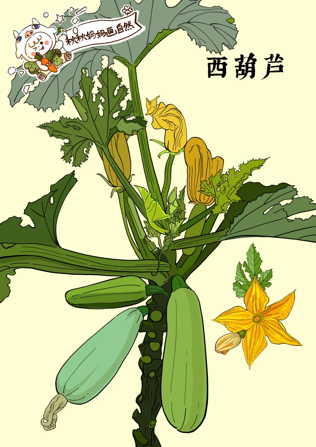 画给孩子的植物科普｜葫芦、西葫芦、瓠子