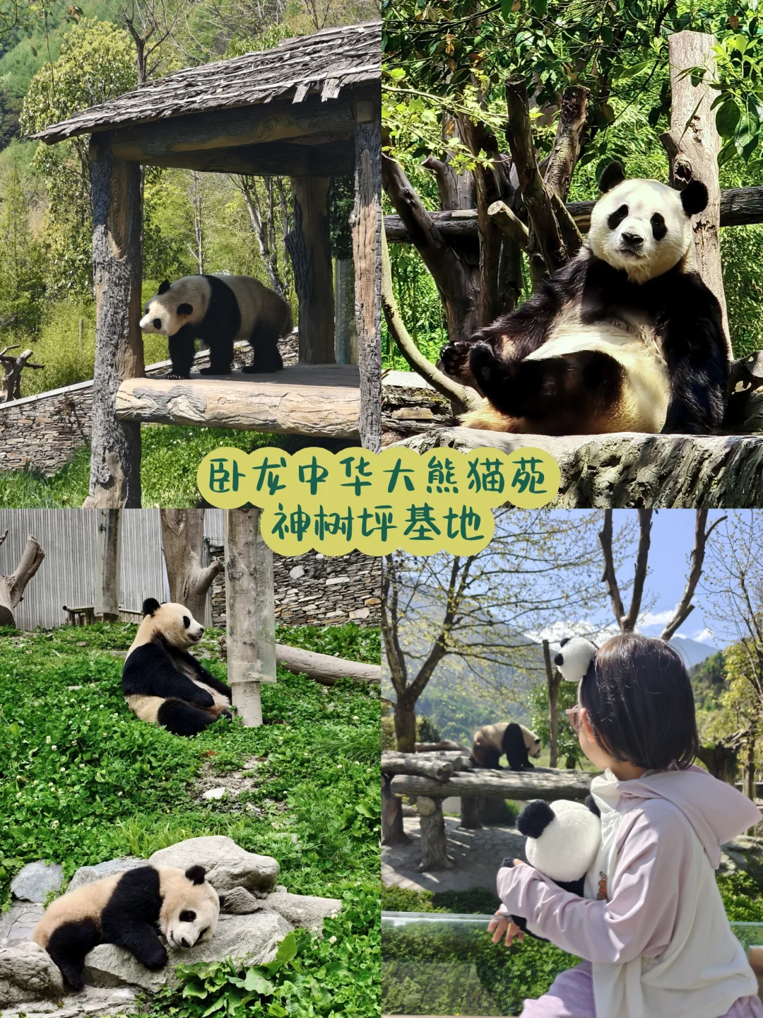 卧龙神树坪熊猫基地🐼看福宝保姆级攻略