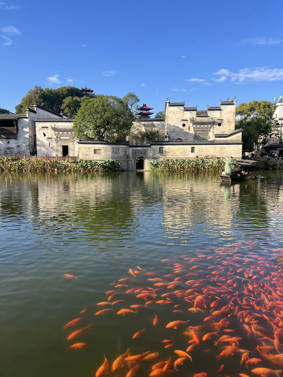 迄今为止，看过最震撼的鱼群📸