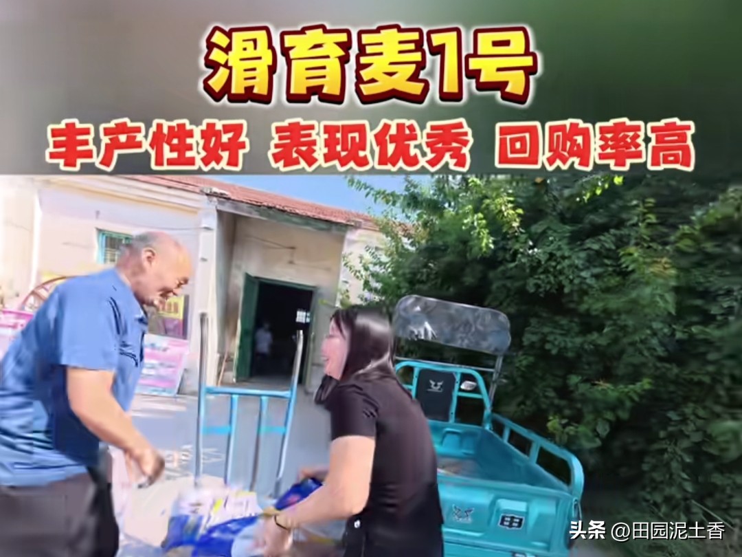 我种小麦的经验是，
自己不留麦种！
我买麦种的标准是，
只去乡种子站买！
因为我