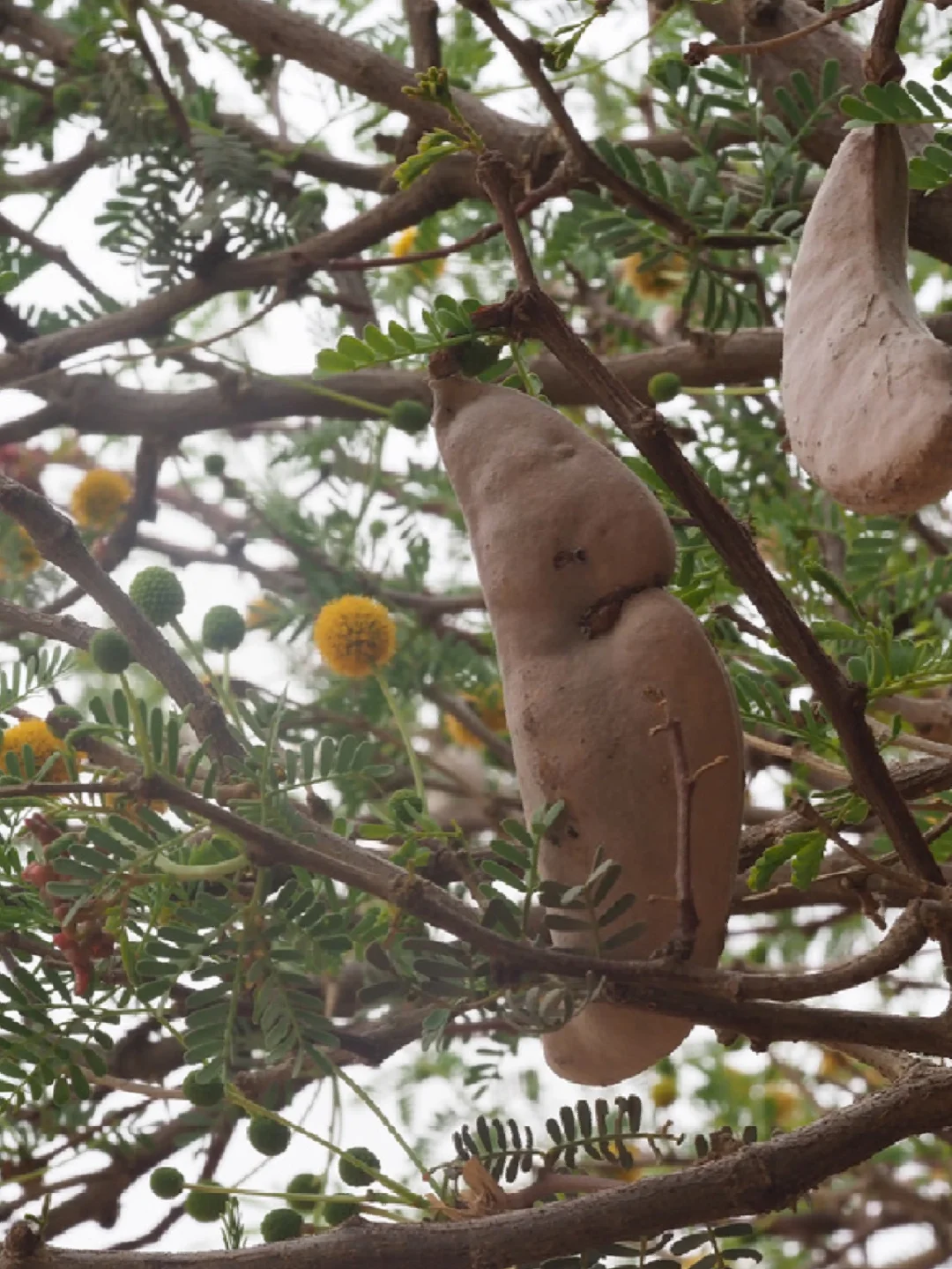 非洲耳荚金合欢Vachellia erioloba