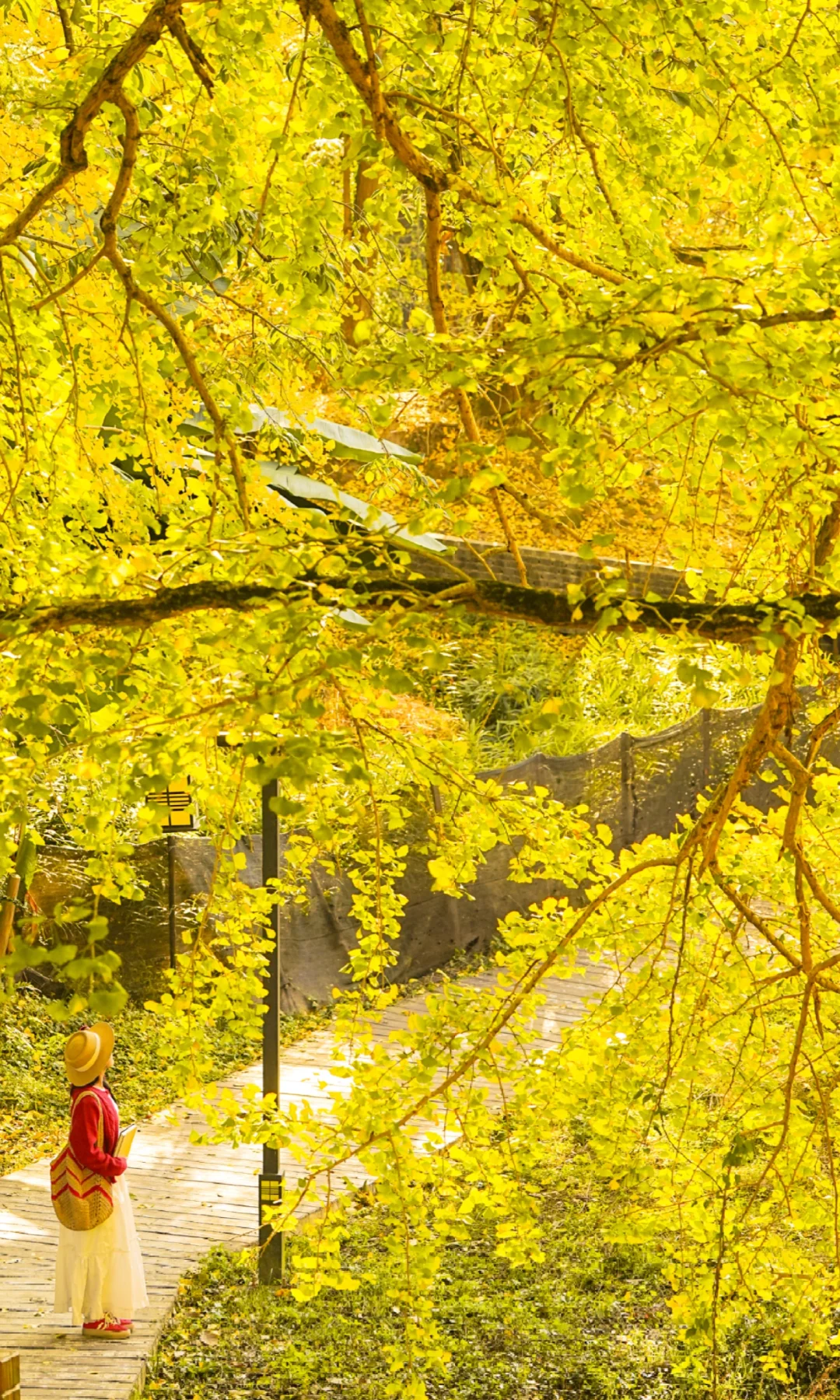 以后我逢人便说，广东也有浪漫的金黄之秋啦