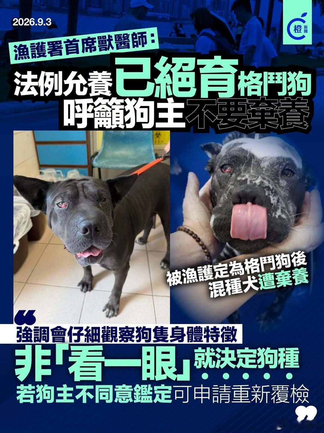 【香港渔护署首席兽医指法例允养已绝育格斗狗，澄清非“看一眼”就决定狗种】
近日接连有狗被渔护署人员带走鉴定是否属“格斗狗”，甚至在接种疫苗期间被扣留，引起社会关注。香港渔护署首席兽医师杨莉今早在电台节目中重申，现时法例允许已绝育并持有有效绝育证明书的格斗狗，在申领牌照后继续饲养， ​