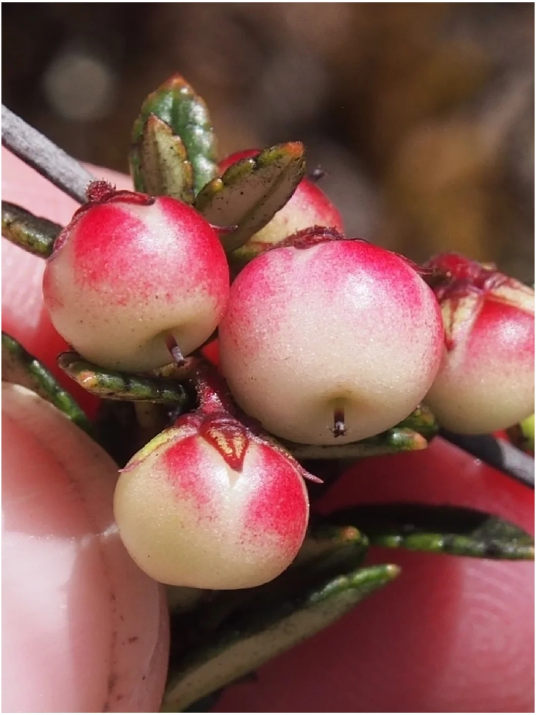 小浆果～山白珠Gaultheria myrsinoides