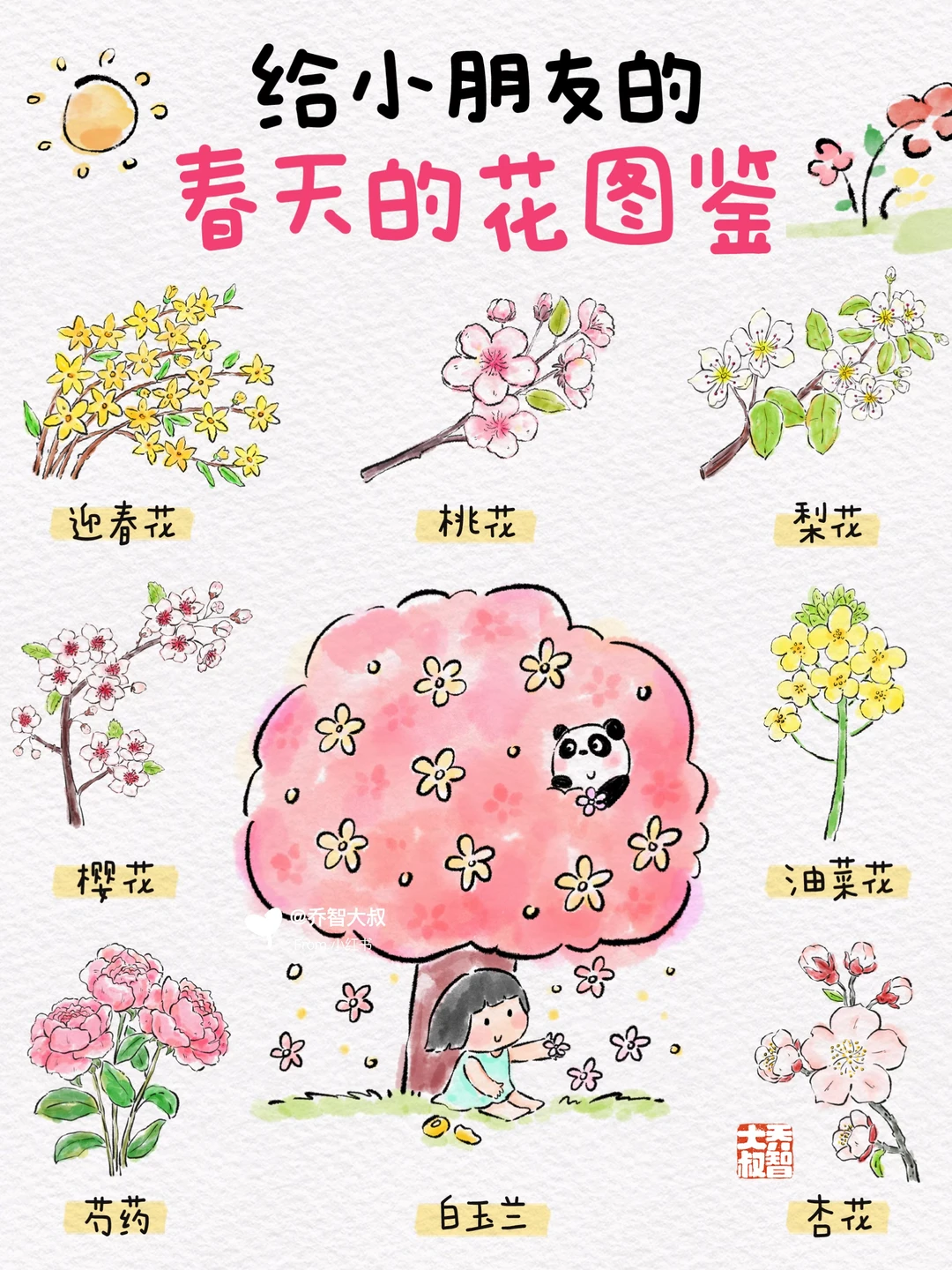 给小朋友们的春天的花🌸图鉴