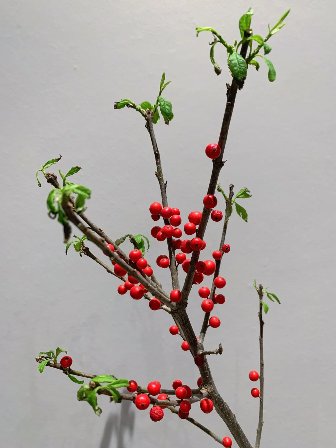 带你每天认识一种花材79｜冬青