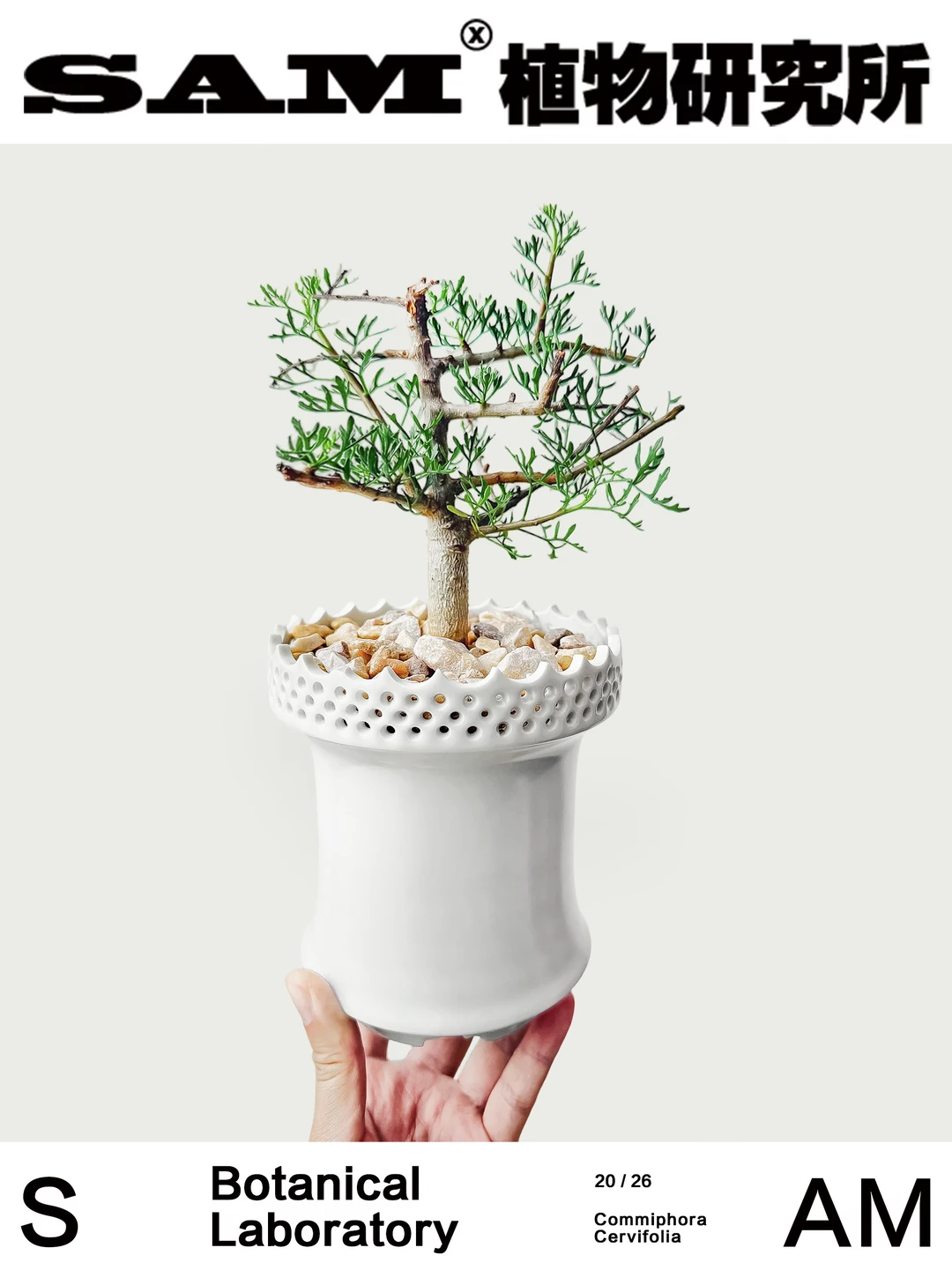 鹿角没药橄榄｜Commiphora Cervifolia
