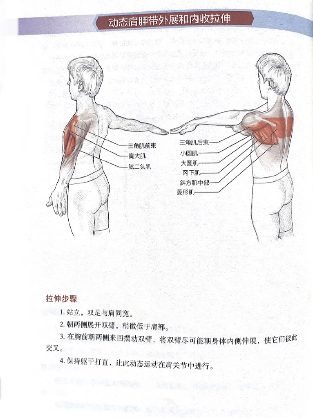 适合上班族、减轻肩胛的疼痛和紧绷！