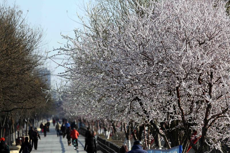 一夜入冬！乌鲁木齐迎来首场初雪，秋未尽，雪已至

一场冷风过境，半城秋色落雪。
就在近日，乌鲁木齐正式迎来今年秋天第一场初雪。

没有拖沓的过渡，没有渐进的降温，北方冷空气强势俯冲新疆大地，前一日还是满城金黄的秋日盛景，一夜风雪过后，整座边城悄然换上雪白新装。

这就是乌鲁木齐独有的浪漫：秋还没来得