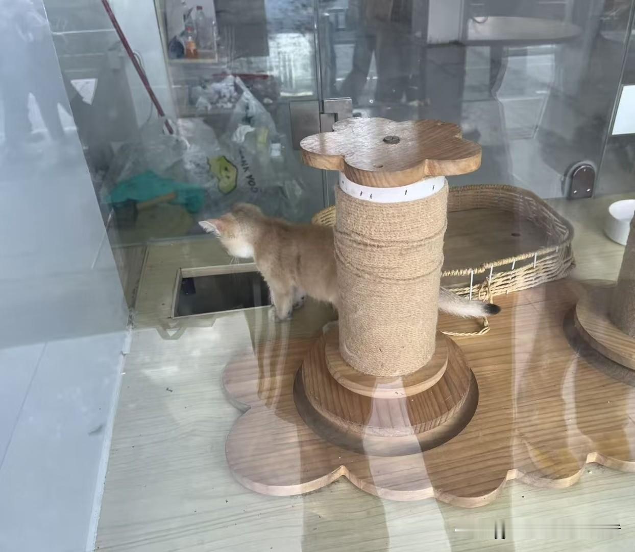 正佳广场倒闭猫店，三只小猫快饿死了！   谁能来救救这三只可怜的小猫！...