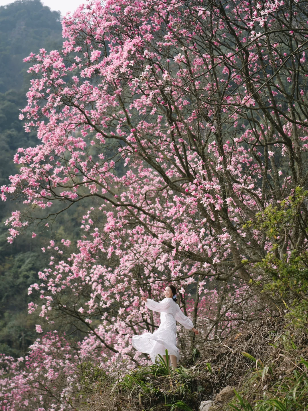 后来我逢人便说：九皇山的辛夷花有多美！！🌸