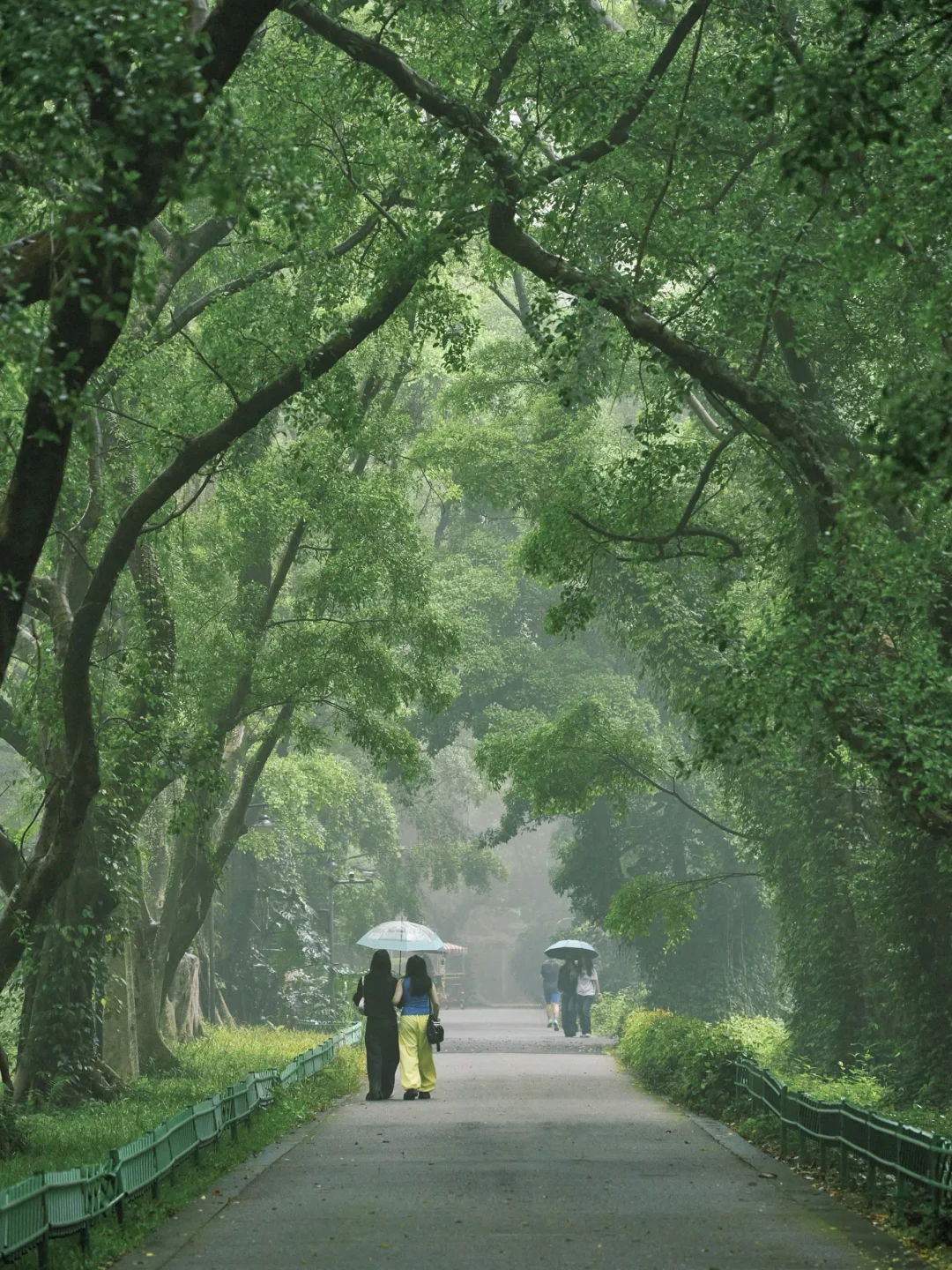 广州colorwalk💚阴雨天绿意才是春日必杀技
