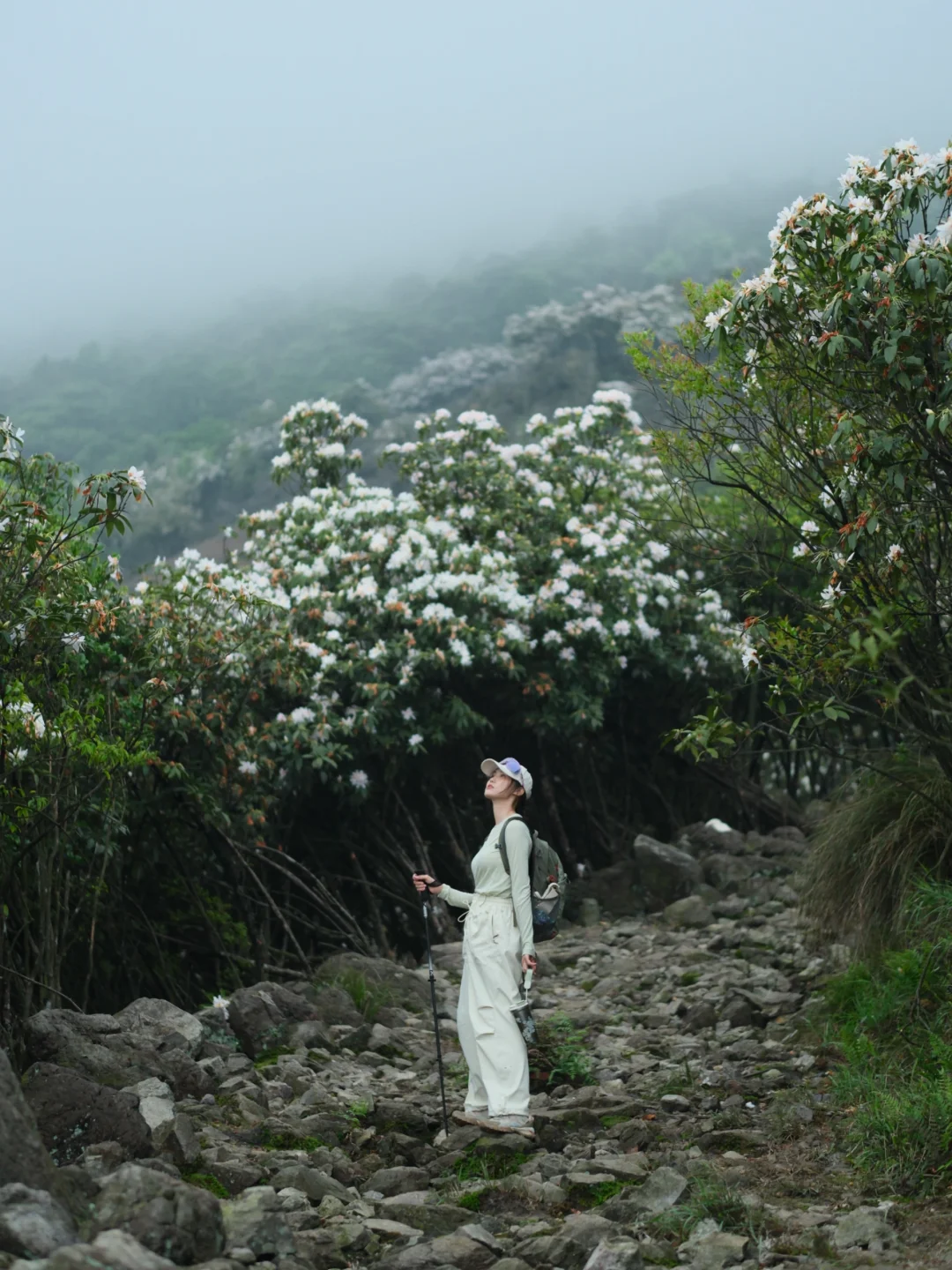 真没想到…在广西也能看到高山杜鹃