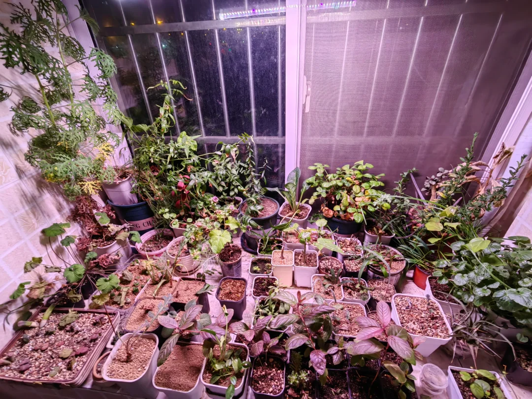 植物玩家的冬日阳台