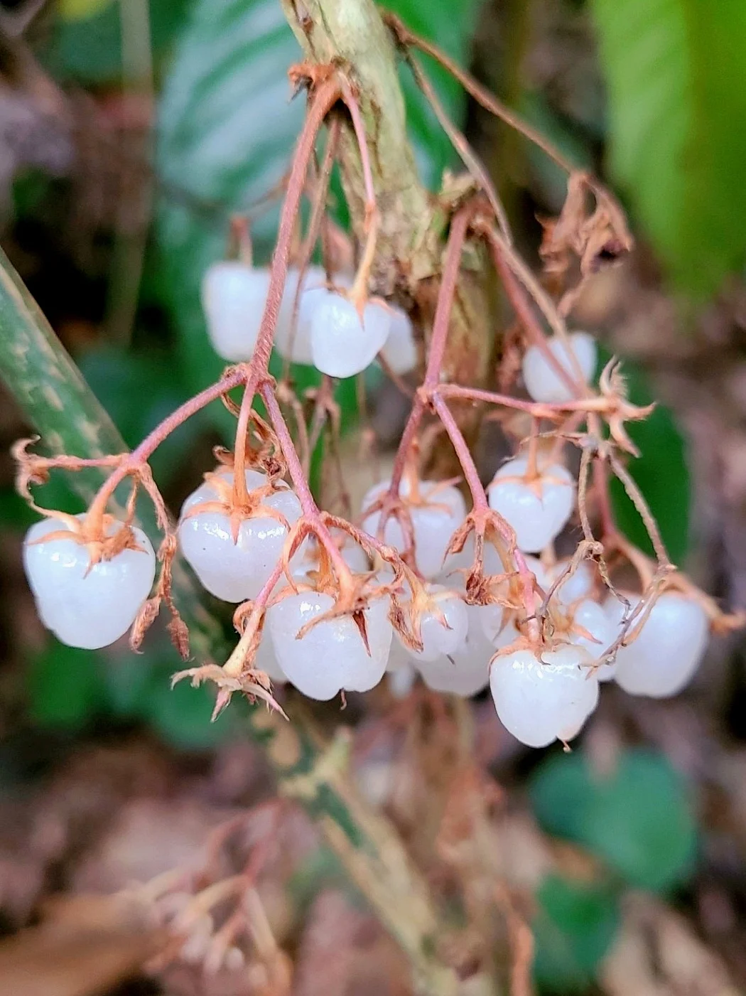神奇浆果～线柱苦苣苔Rhynchotechum