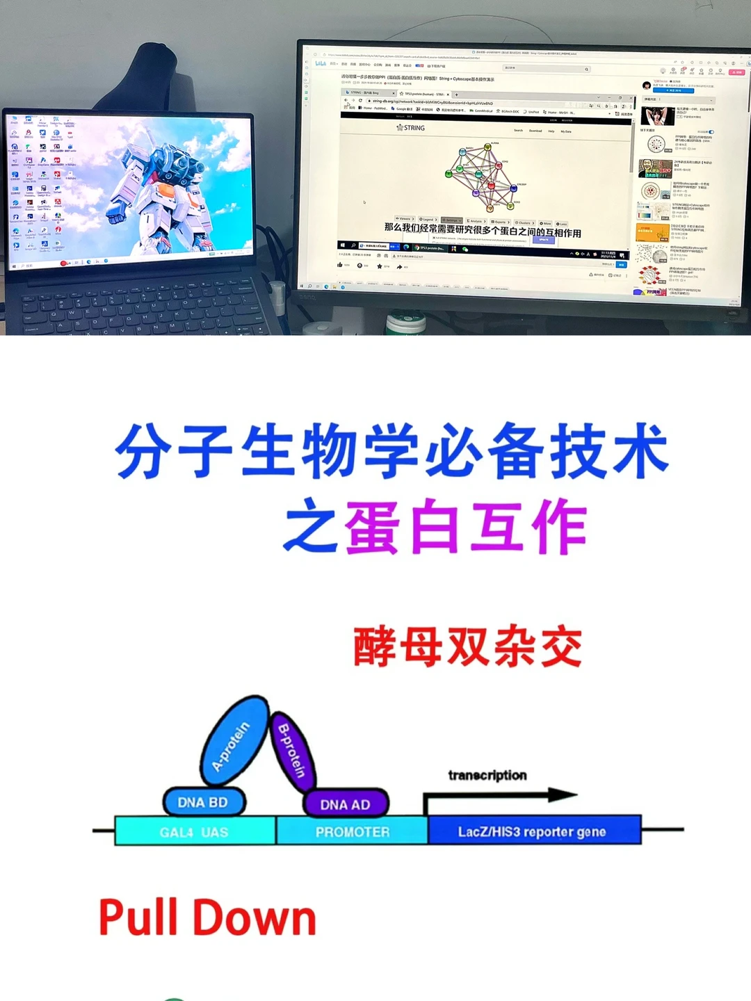 导师以为你会但不一定教你的蛋白互作技术