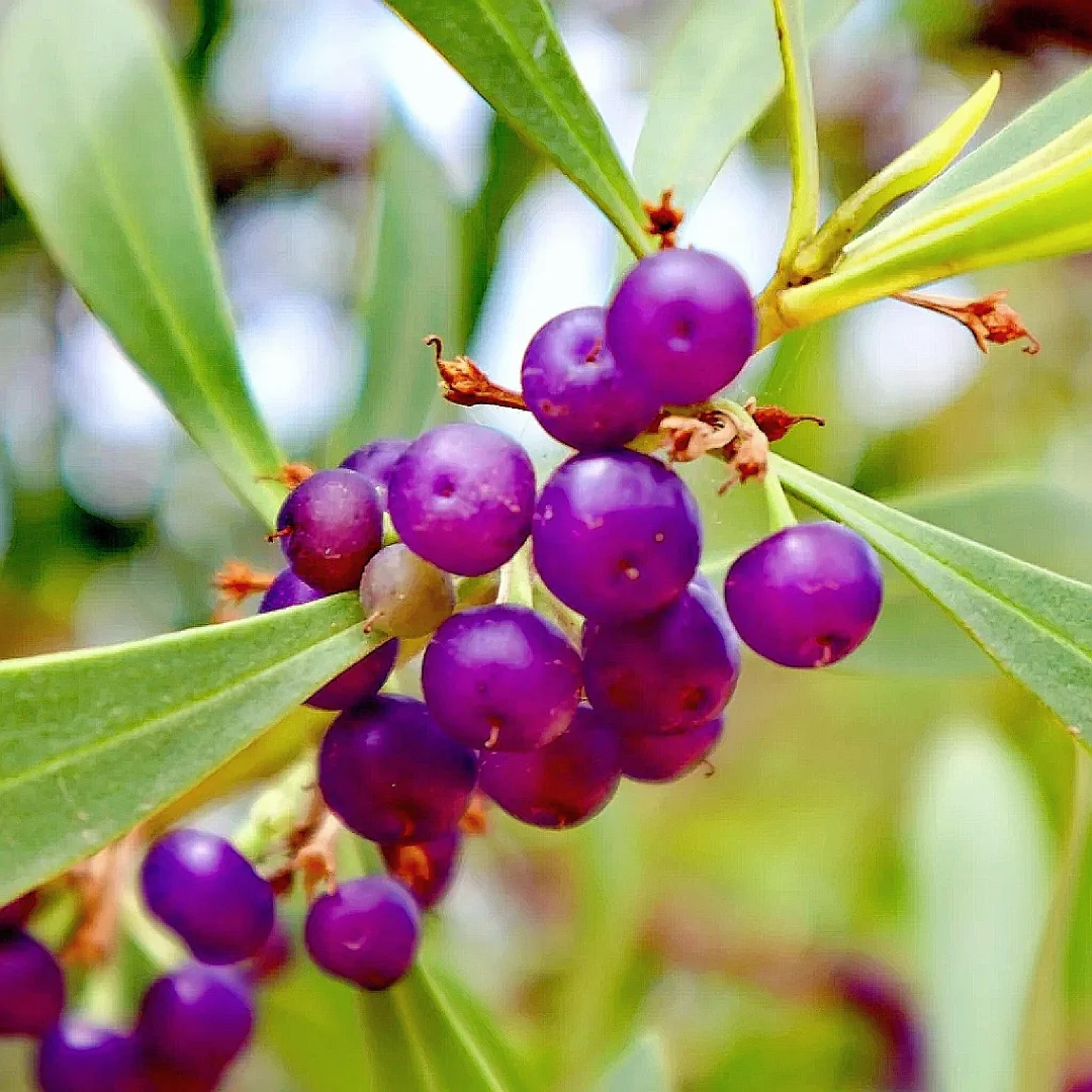 澳洲可食用小浆果～杜松子myoporum